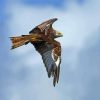 Red Kite Bird Flying paint by numbers