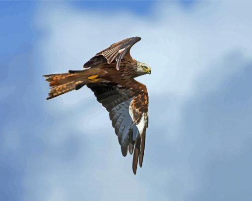 Red Kite Bird Flying paint by numbers