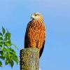 Red Kite Bird paint by numbers