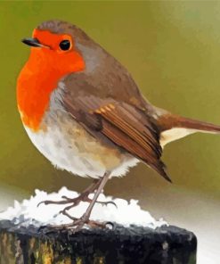 Robin Birds in Snow paint by numbers