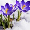 Spring Purple Flower in Snow paint by numbers