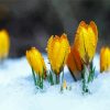 Spring Flower in Snow paint by numbers