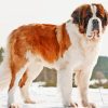 St Bernard Puppy in Snow paint by numbers