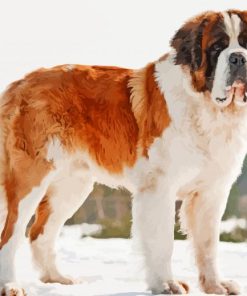 St Bernard Puppy in Snow paint by numbers