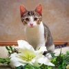 Tabby Kitty with White Flower paint by numbers