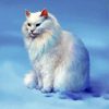 White Snow Cat Persian paint by numbers