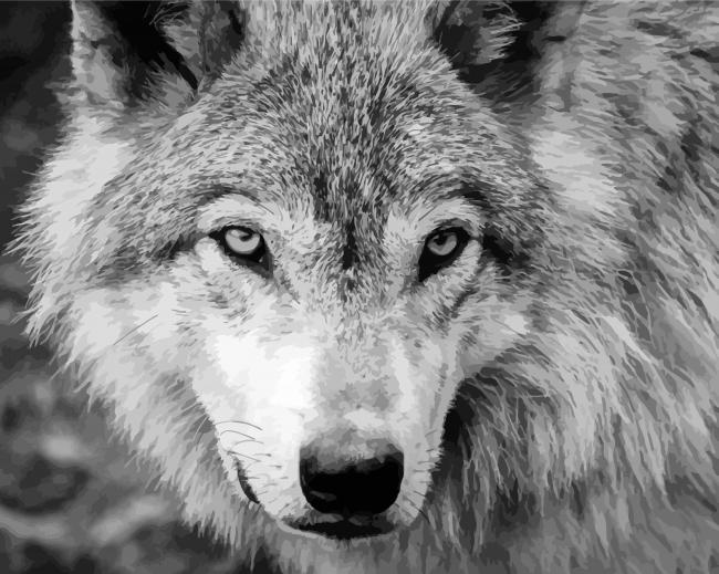 Wolf Animal Black and White paint by numbers