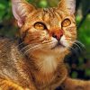 Adorable Abyssinian Cat paint by numbers