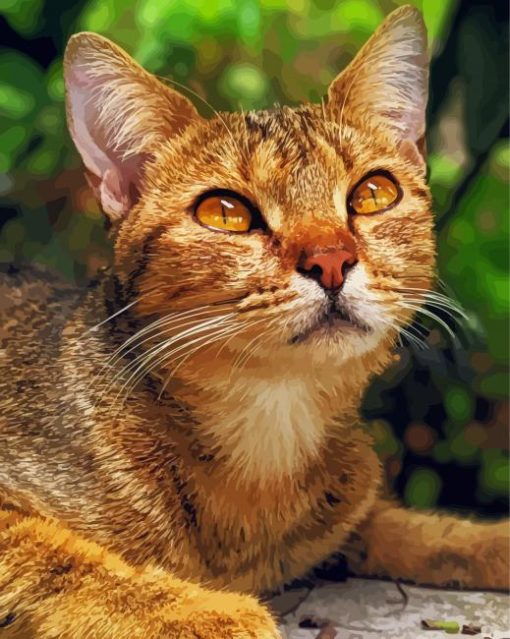 Adorable Abyssinian Cat paint by numbers