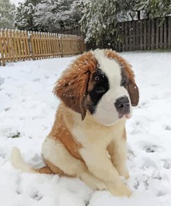 Baby St Bernard in Snow paint by numbers