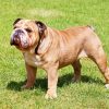 Beige English Bulldog paint by numbers