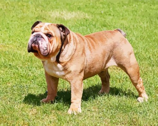 Beige English Bulldog paint by numbers