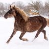 Beige Native Horse in Snow paint by numbers