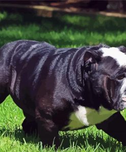 Black English Bulldog Dog paint by numbers