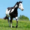 Black and White Native Horse paint by numbers