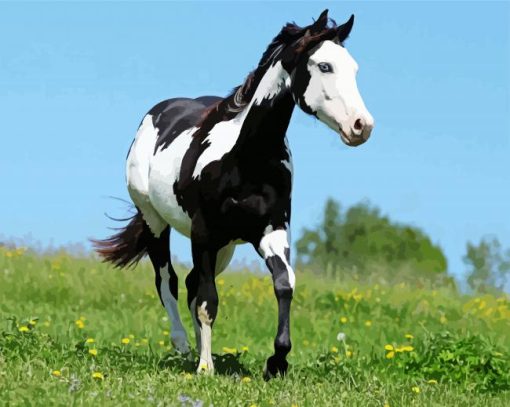 Black and White Native Horse paint by numbers