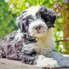Black and White Tibetan Terrier Animal paint by numbers
