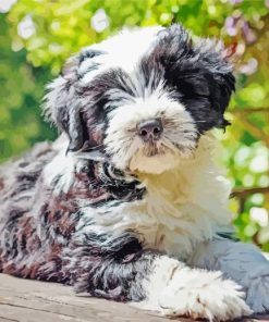Black and White Tibetan Terrier Animal paint by numbers