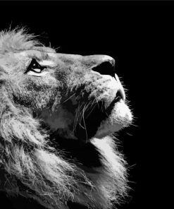 Black and White Animal Lion paint by numbers