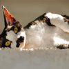 Black and White Cat Devon Rex paint by numbers