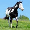 Black and White Paint Horse paint by numbers