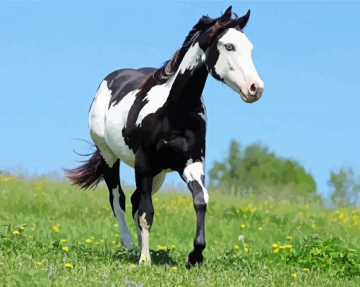 Black and White Paint Horse paint by numbers