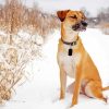 Black Mouth Cur Dog in Snow paint by numbers