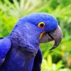 Blue Amazon Parrot Bird paint by numbers