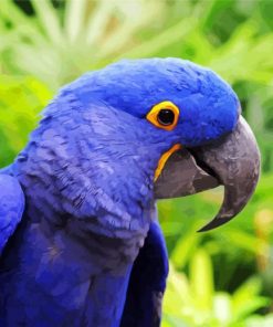 Blue Amazon Parrot Bird paint by numbers