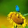 Blue Bird and Sunflower paint by numbers