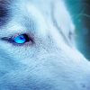 Blue Eyes Ice Wolf paint by numbers