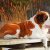 Brown St Bernard Dog paint by numbers