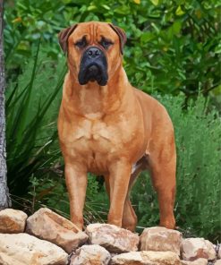 Bull Mastiff Brown Dog paint by numbers