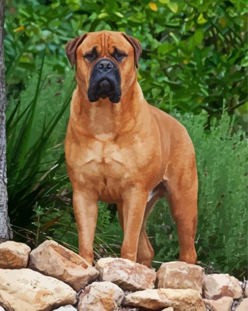 Bull Mastiff Brown Dog paint by numbers