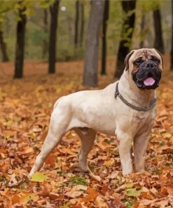 Bull Mastiff Dog paint by numbers