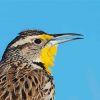 Close Up Western Meadowlark paint by numbers