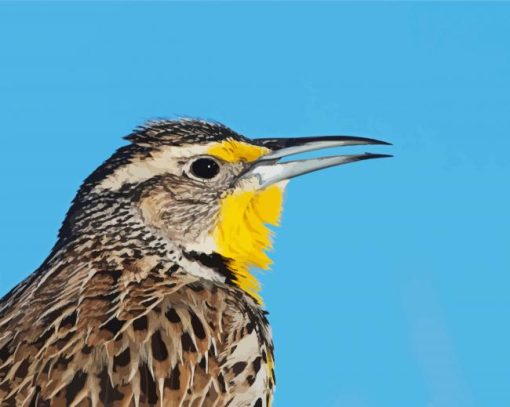 Close Up Western Meadowlark paint by numbers