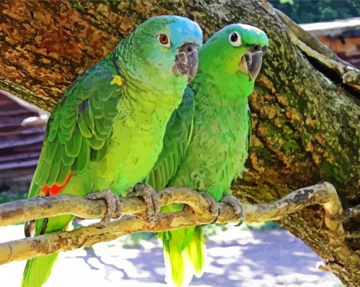 Couple Amazon Parrot paint by numbers