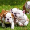 Cute English Bulldog Puppies paint by numbers