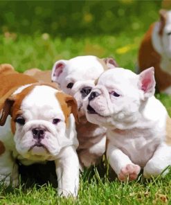 Cute English Bulldog Puppies paint by numbers