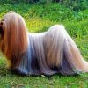 Cute Lhasa Apso Dog paint by numbers