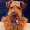 Cute Welsh Terrier paint by numbers