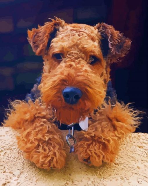 Cute Welsh Terrier paint by numbers