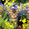 Cute Little Cat in Garden paint by numbers