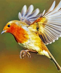 Flying Robin Bird paint by numbers