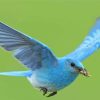 Flying Mountain Bluebird paint by numbers
