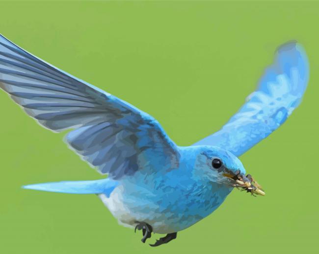 Flying Mountain Bluebird paint by numbers