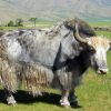Grey Domestic Yak paint by numbers