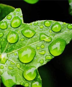 Ivy Leaf with Water Drops paint by numbers