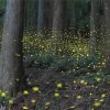 Landscape Fireflies paint by numbers